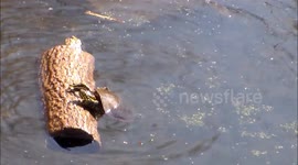 Keep rollin' rollin' rollin': turtle can't get out of water