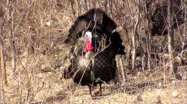 Turkey puffs up over and over in mating ritual