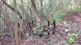 Coati Group