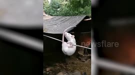 White rodent shows its gymnastic skills as it hangs on to a wire in India