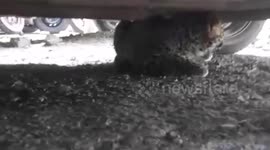 Leopard cub who got strayed from its mother was rescued by the forest officials after a marathon operation of half an hour in Shimla, India