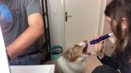 Dog hating on electric toothbrush