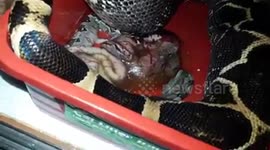 Snake owner wakes up to find pet boa giving live birth to hatchlings