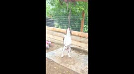 Little dog will not be denied big dog's rope