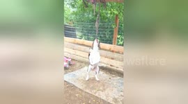 Miniature dog stands on shoulders of friend to join in the fun