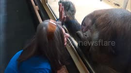 Orangutan can't stop kissing woman at Colorado zoo