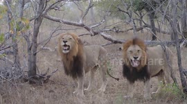Lions Laughing at Tourist