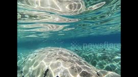 underwater world, fish that swim, rock and sand