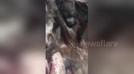 Baby orangutan wows zoo visitors by making its own hammock