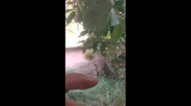 Ant hanging added. I tried to help him but he rejected my help.