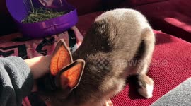 Abandoned rabbit now has the best life