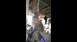 Monkey want to grab my phone