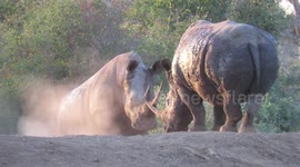Two African rhinos lock horns during battle for territory
