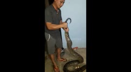Catching the huge python enter into the village find food