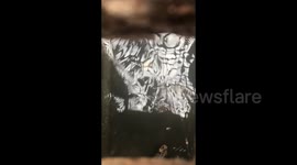 Giant Monitor Lizard in the Sewers of Phuket