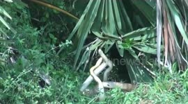 Snake threesome? Three serpents coil around each other in apparent mating ritual