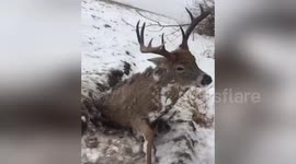 Frozen in the headlights? Man finds perfectly preserved deer in icy field