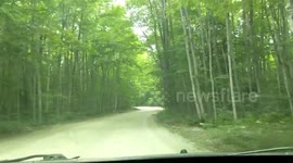 Rankin Bridge Road - Tunnel of Trees