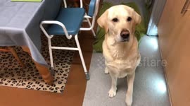 Buddy the Labrador loves his 9 pm bedtime snack