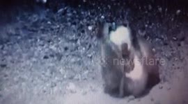 Stoat kills a rabbit violent nature video