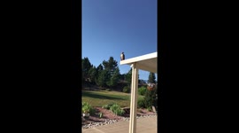 Hawk sitting on patio cover