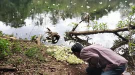 Hundreds of butterflies cluster on a rotting pile in rare feeding behaviour