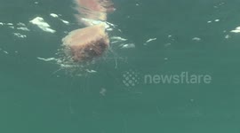 Lionmane Jellyfish raw footage