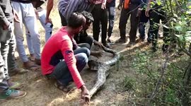 Stomach churning moment when a python was seen regurgitating a whole goat in Dharampuri in Madhya Pradesh, India (Longer version)