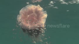 Lion Mane Jellyfish raw 5