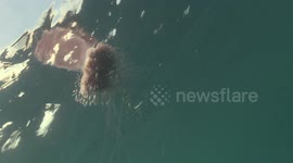 Lion Mane Jellyfish raw 2