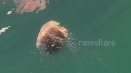 Lion Mane Jellyfish raw 4