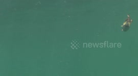 Lion Mane Jellyfish raw 6