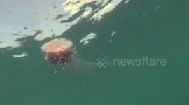 Lion Mane Jellyfish raw 7