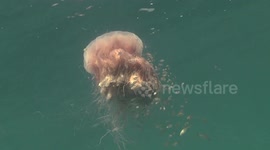Lion Mane Jellyfish raw 8
