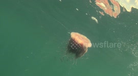 Lion Mane Jellyfish raw 9