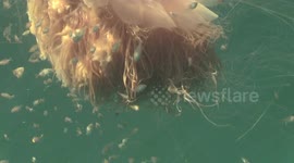 Lion Mane Jellyfish raw 10