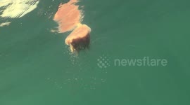 Lion Mane Jellyfish raw 11