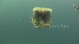Lion Mane Jellyfish raw 14