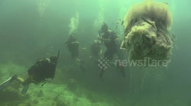 Lion Mane Jellyfish raw 15