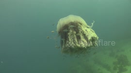 Lion Mane Jellyfish raw 16