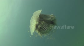 Lion Mane Jellyfish raw 17