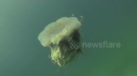 Lion Mane Jellyfish raw 18