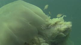 Lion Mane Jellyfish raw 19