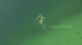 Lion Mane Jellyfish raw 20