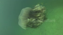 Lion Mane Jellyfish raw 21