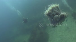 Lion Mane Jellyfish raw 23