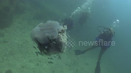 Lion Mane Jellyfish raw 24