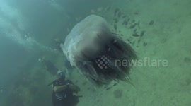 Lion Mane Jellyfish raw 26