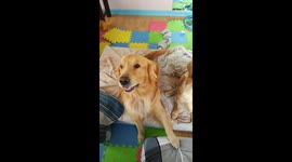 Duke The Golden Doggo