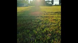 Duke The Golden Doggo